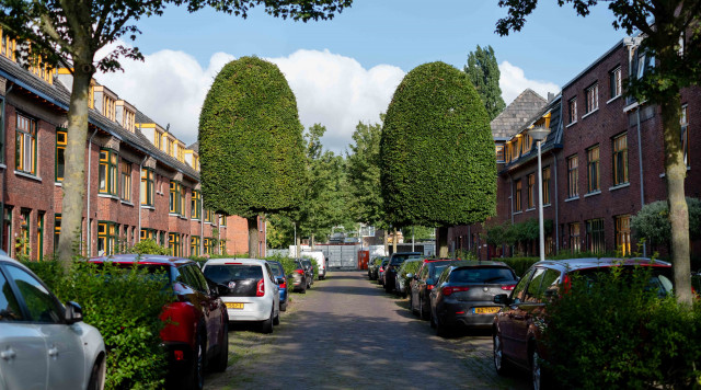 Een foto van een straat in Groningen. Er staan aan beide kanten auto's geparkeerd langs de stoep. Er zijn grote bomen. De kozijnen van de huizen hebben die typische kleur geel.